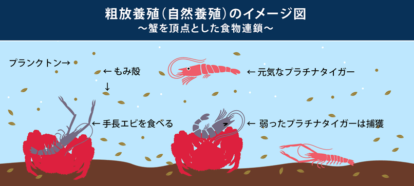 プラチナタイガーの粗放養殖（自然養殖）のイメージ図　～蟹を頂点とした食物連鎖～